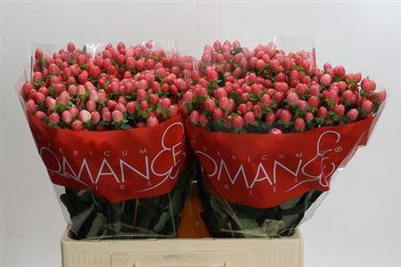 <h4>Hyp Sweet Romance 60cm</h4>