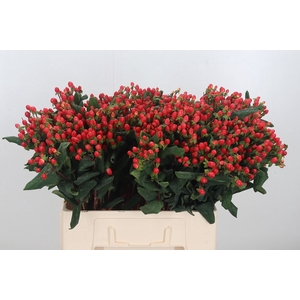 Hypericum Go Top