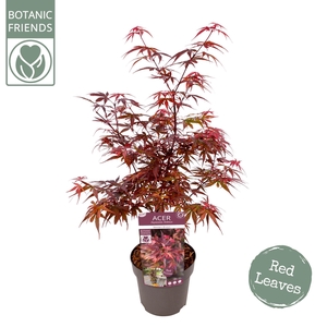 Acer palm. 'Skeeter's Broom'