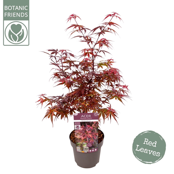 <h4>Acer palm. 'Skeeter's Broom'</h4>