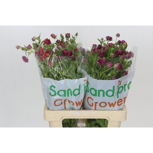 Ranunculus Magical Raspberry