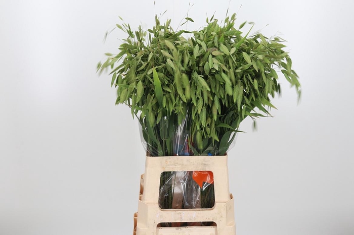 <h4>Chasmanthium Latifol</h4>