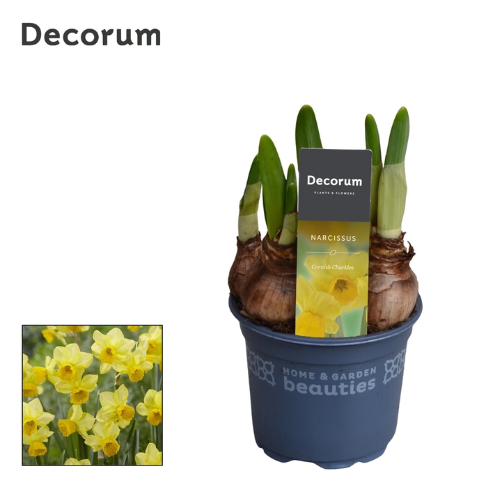 <h4>Narcis Cornish Chuckles</h4>