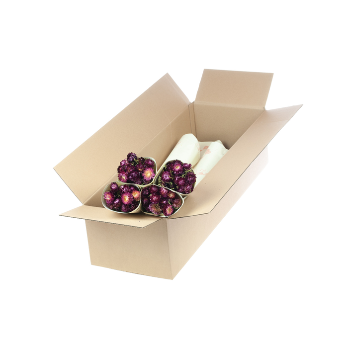 <h4>Helichrysum nat. dark pink</h4>