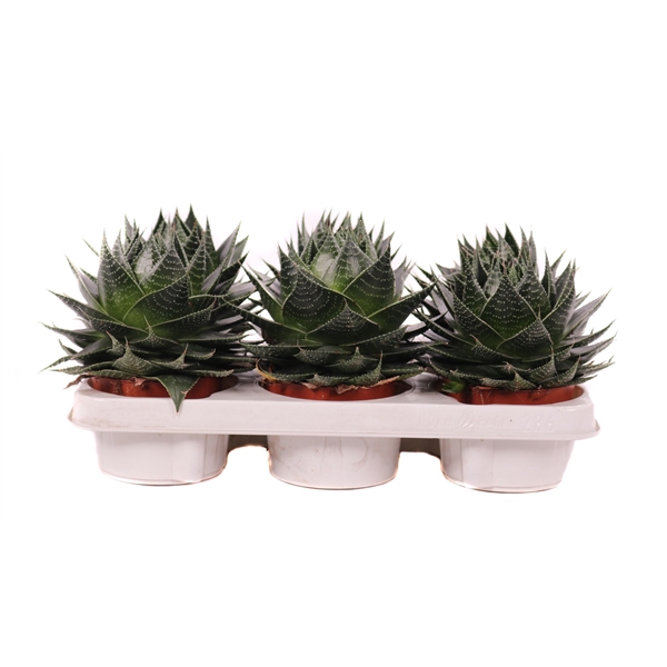 <h4>Aloe cosmo 10,5 cm</h4>