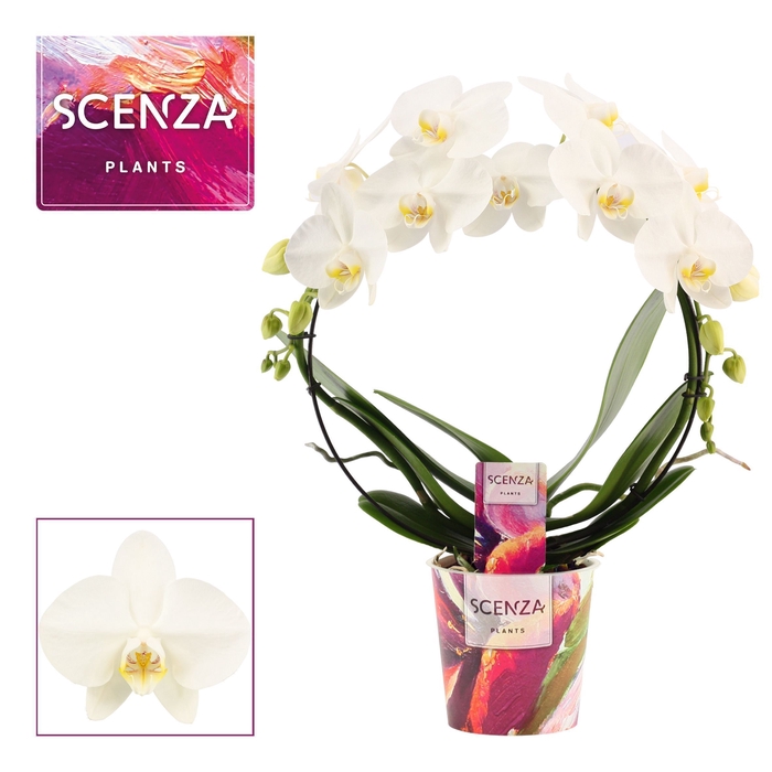 <h4>Phalaenopsis boog wit (Scenza)</h4>