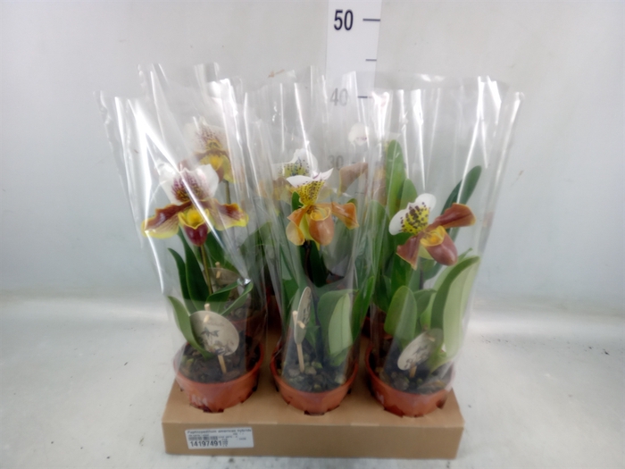 <h4>Paphiopedilum american hybride mix</h4>