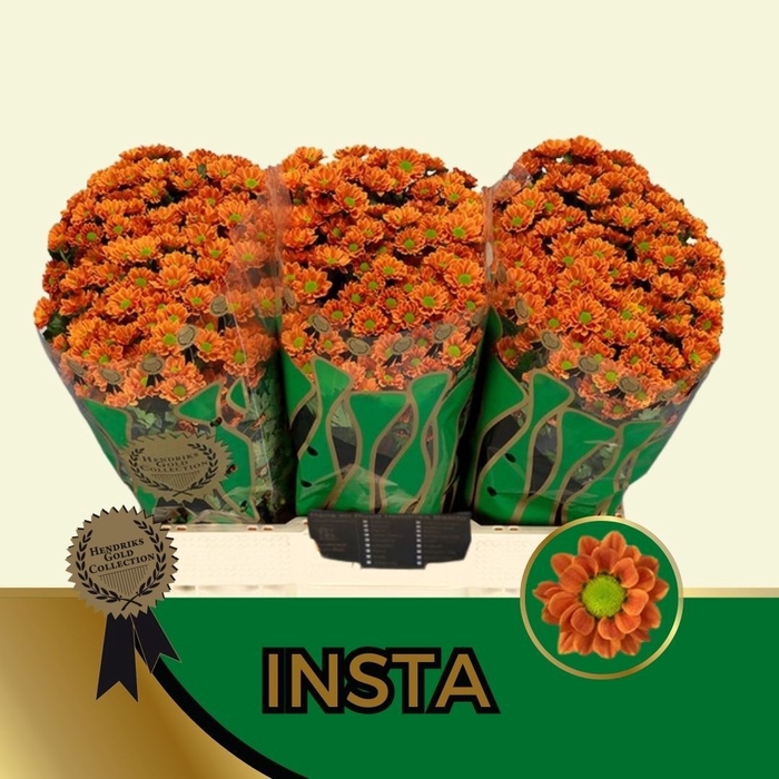 <h4>CHR S AAA INSTA</h4>