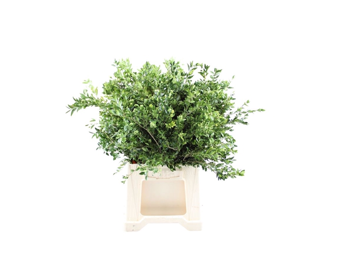 Buxus Pak (5 Bos Per Pak)