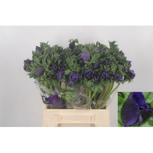 Anemone Galil Blue