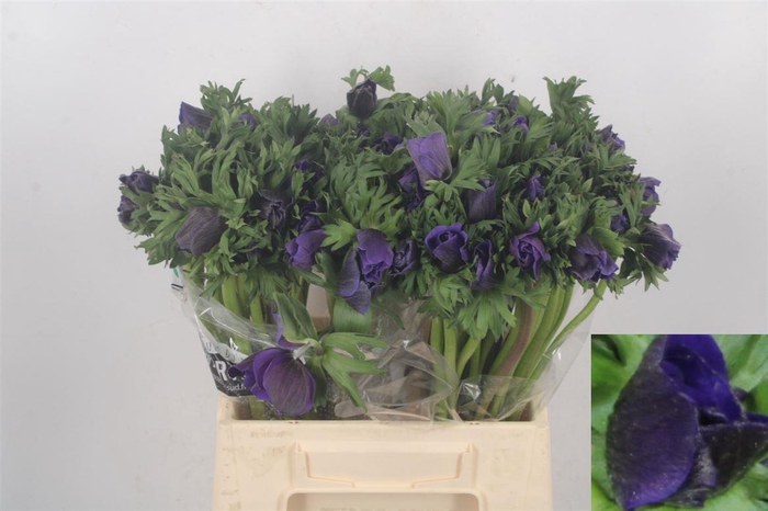 <h4>Anemone Galil Blue</h4>