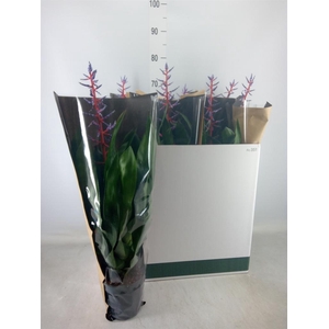 Aechmea  'Blue Rain'