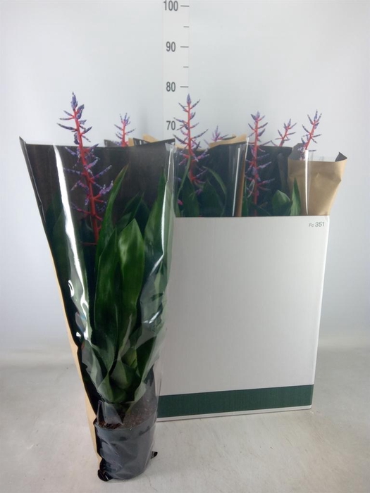 <h4>Aechmea  'Blue Rain'</h4>