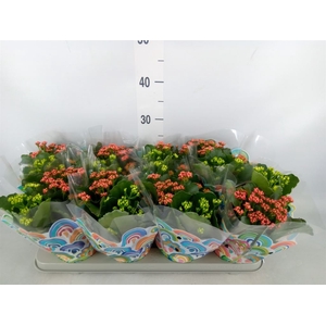 Kalanchoe blos.   ..rosebud mix/pot