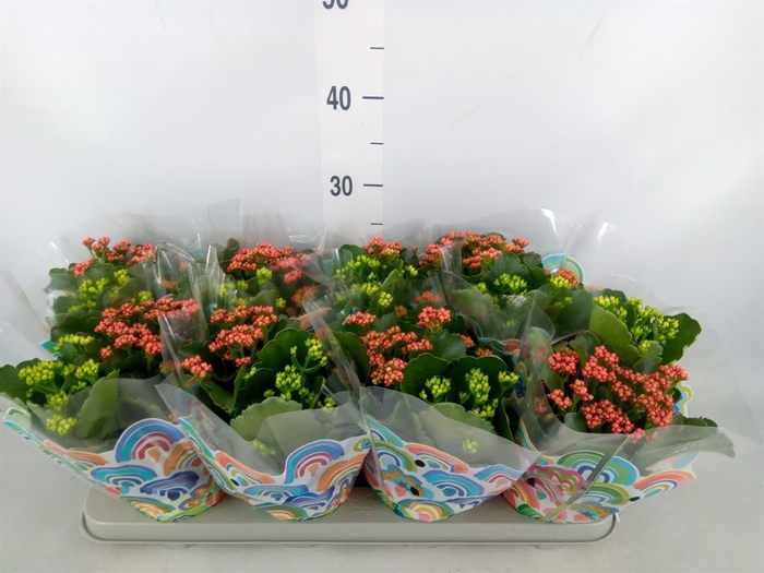 <h4>Kalanchoe blos.   ..rosebud mix/pot</h4>