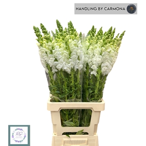 ANTIR POTO EARL WHIT