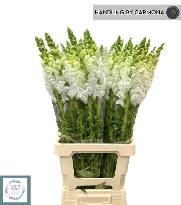 <h4>ANTIR POTO EARL WHIT</h4>