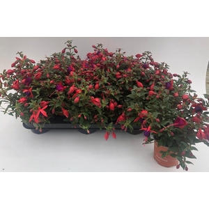 FUCHSIA B F  SACHA