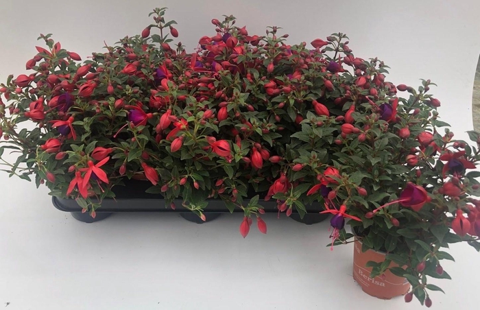 <h4>FUCHSIA B F  SACHA</h4>