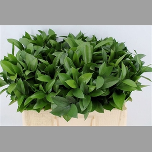 Ruscus Hypophyllum