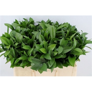 Ruscus Hypophyllum
