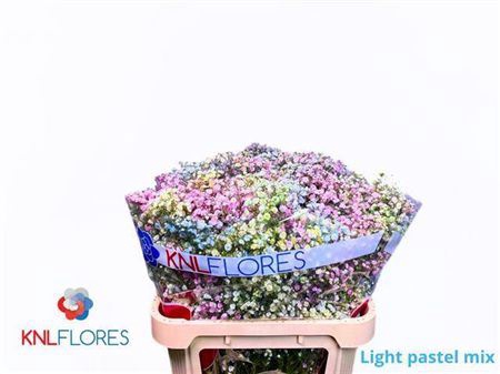 <h4>Gyps Klb H% Light Pastel Mix</h4>