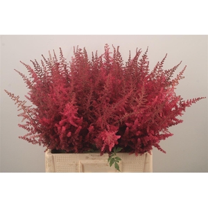 Astilbe Paul Gaarder Red