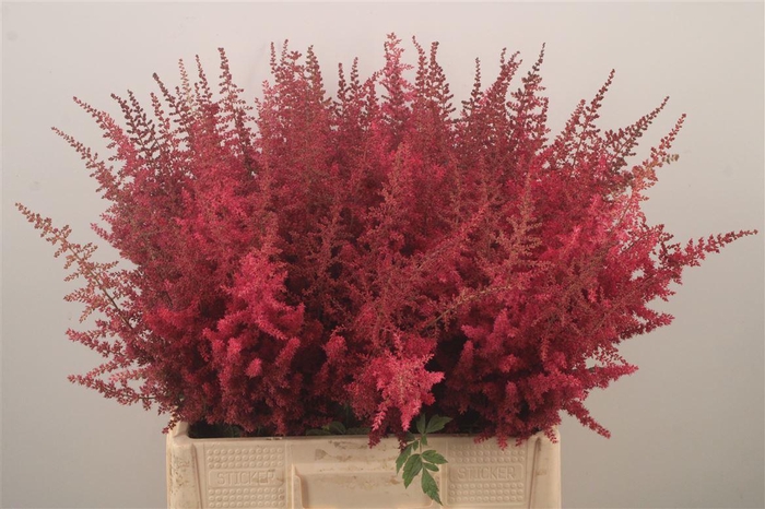 <h4>Astilbe Paul Gaarder Red</h4>