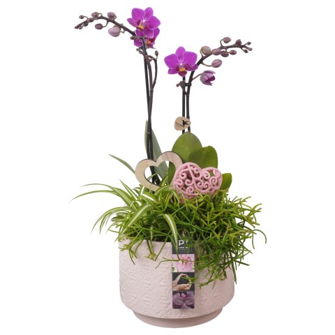 <h4>PTVMB4722 Arrangementen kamerplanten</h4>