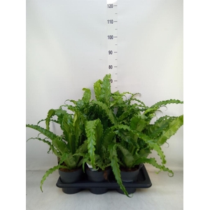 Asplenium antiquum 'Osaka'