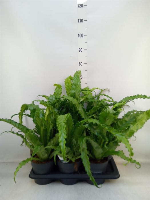 <h4>Asplenium antiquum 'Osaka'</h4>