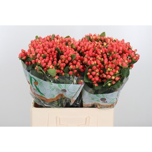 Hyp Mag Roy Princess