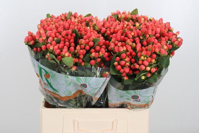 <h4>Hyp Mag Roy Princess</h4>