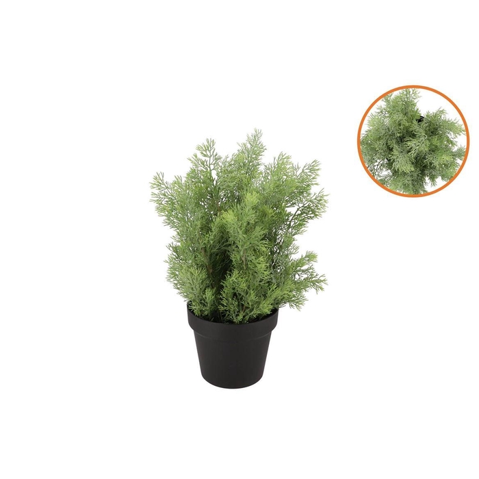 <h4>Silk Cypress Green In Pot M 23x23x30cm Nm</h4>