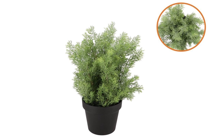 <h4>Silk Cypress Green In Pot M 23x23x30cm</h4>