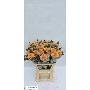 CHR G ROSSANO ORANGE