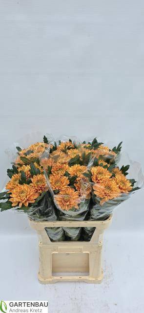 <h4>CHR G ROSSANO ORANGE</h4>
