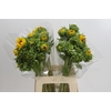 Helianthus Orange Fire
