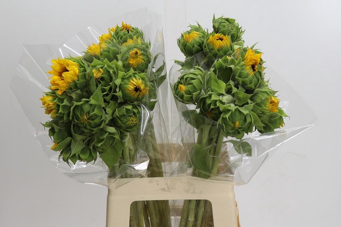 <h4>Helianthus Orange Fire</h4>