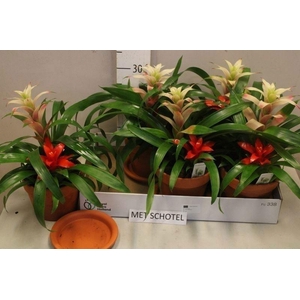 BROMELIA GEM