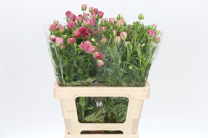 <h4>Ranunculus Butterfly Lycia</h4>