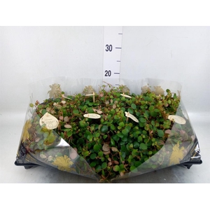 Peperomia  'Pepperspot'