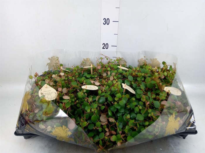 <h4>Peperomia  'Pepperspot'</h4>