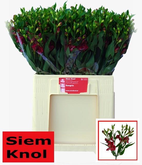 <h4>ALST FL SANGRIA</h4>