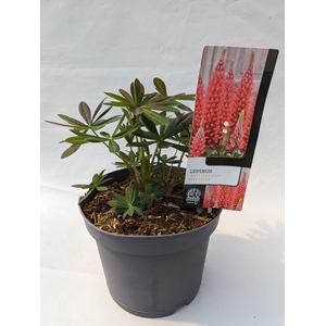 Lupinus 'West Country' Beefeater- 23 cm