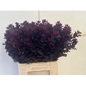 COTI C ROYAL PURPLE