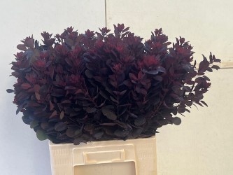 <h4>COTI C ROYAL PURPLE</h4>