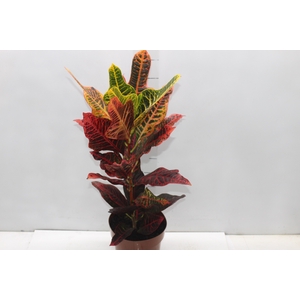 CROTON HIBRIDO EXCELLENT P17