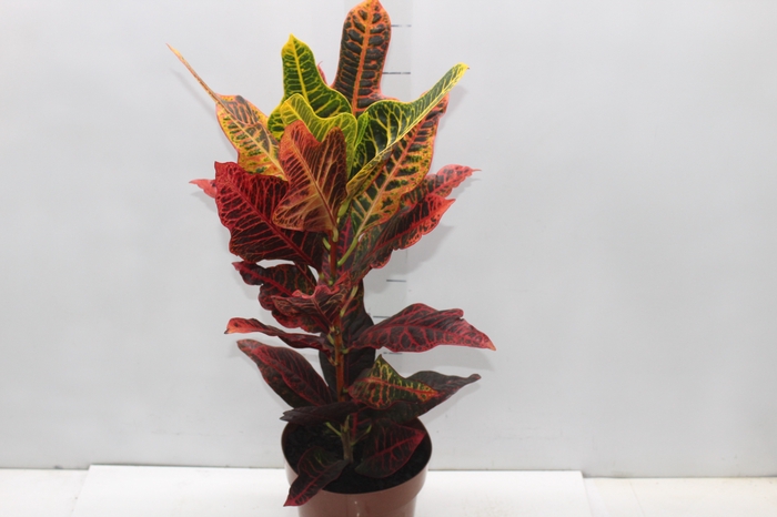 <h4>CROTON HIBRIDO EXCELLENT P17</h4>