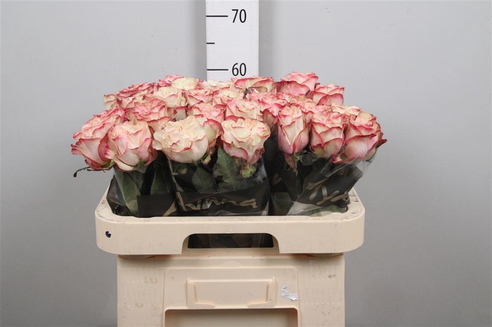 <h4>R Gr Country Candy</h4>